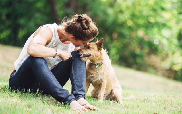 cbd-for-canines