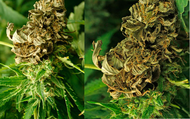 cannabis-fungus
