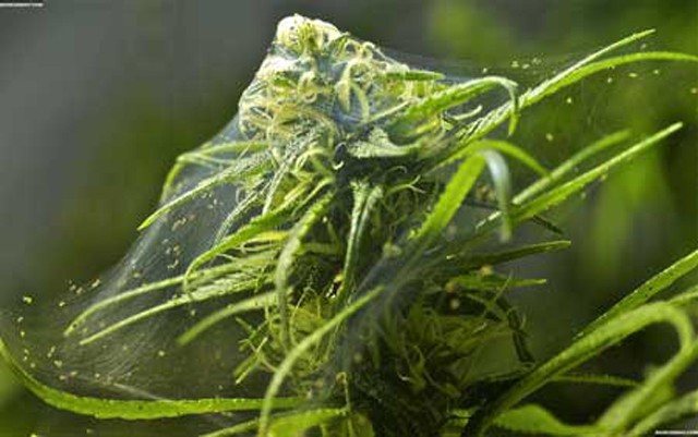 spider-mite-cannabis-webbing-sm