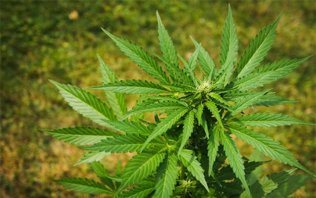 best-methods-for-marijuana-medicating