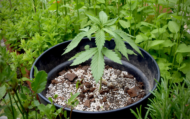 grow-cannabis-natural-autoflowering