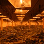 buddy-boy-brands-care-for-1600-plants-in-7-denver-locations