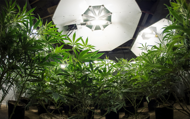 can-small-timers-outgrow-big-marijuana