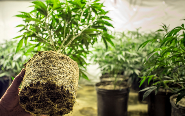 louisiana-universities-might-get-to-grow-medical-marijuana-and-hemp