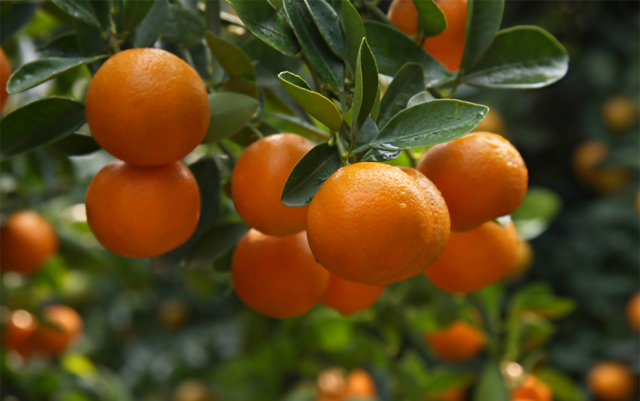 strain-review-tangerine-dream