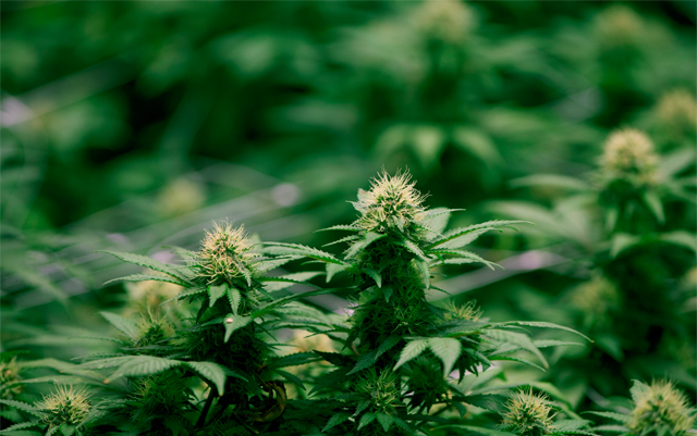 marijuana-mother-plants