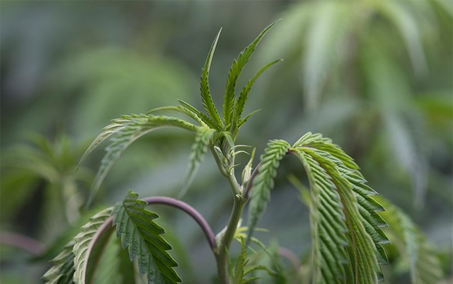 ohio-house-vote-advances-medical-marijuana-bill