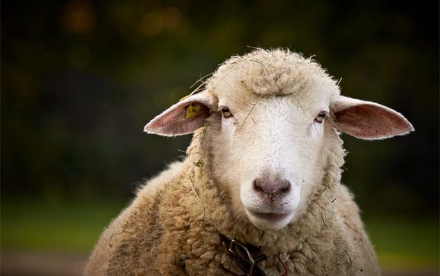 uk-tabloids-stoned-sheep-go-on-rampage-after-consuming-cannabis
