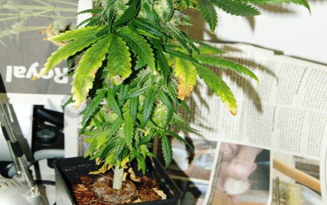 why-your-cannabis-plant-needs-potassium