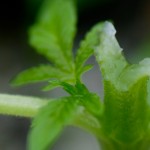 get-rid-of-slugs-in-cannabis-image-1