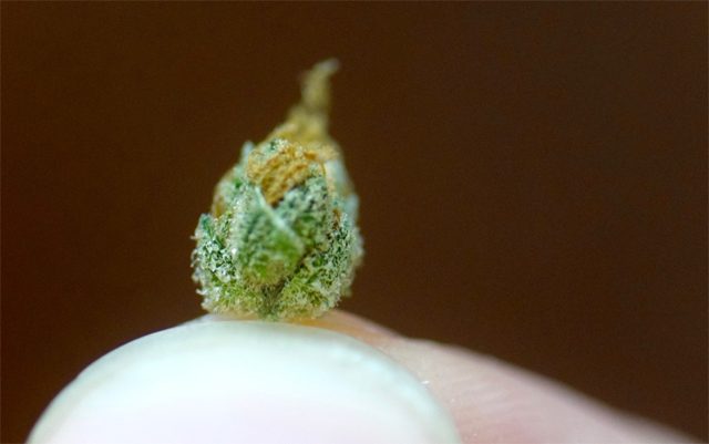 cannabis-microdosing