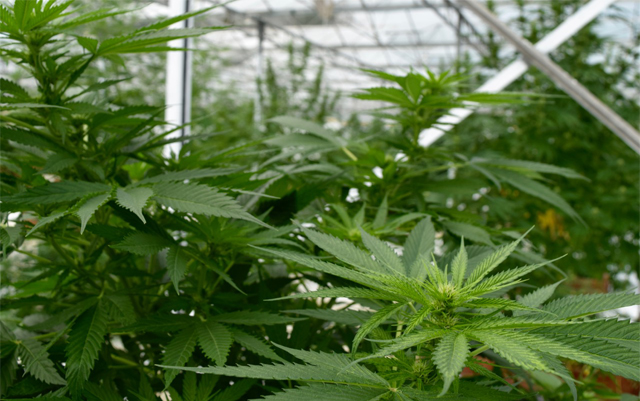 dutch-study-says-cannabis-cultivation-would-boost-human-rights
