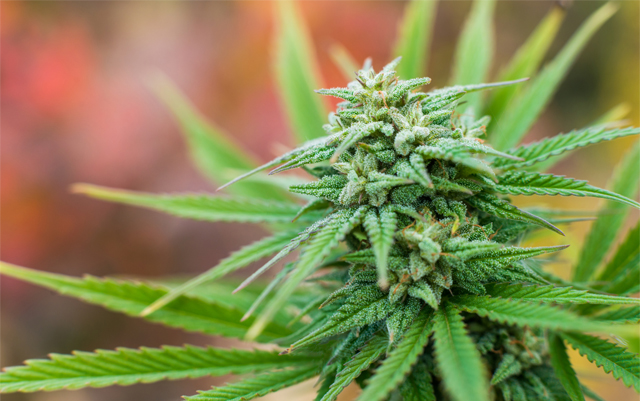 proposed-colorado-ballot-could-limit-marijuana-potency