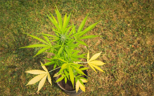 whats-the-best-pot-for-growing-pot