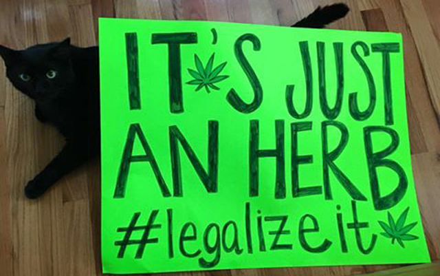 virginias-first-cannabis-liberation-rally