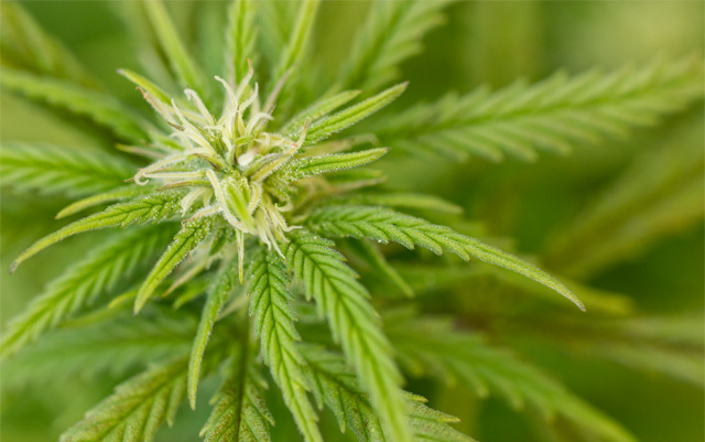canada-created-a-marijuana-legalization-task-force
