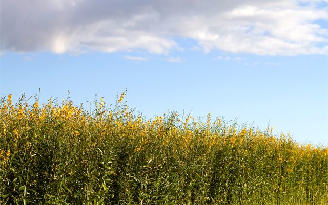 difference-between-hemp-and-kenaf