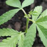 floridas-first-medical-marijuana-harvest