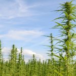 naihc-petitions-dea-to-remove-hemp-from-drug-schedules