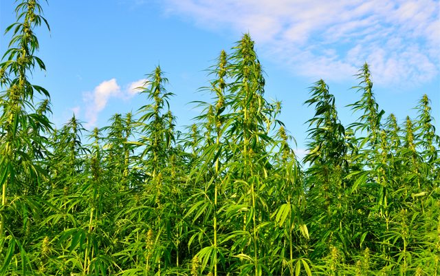 rhode-island-legalized-hemp