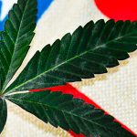 unlikely-allies-fighting-for-marijuana-legalization-in-virginia