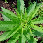 your cannabis-plants-need-iron