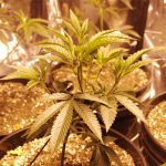 DEA-looking-to-hire-growers-for-cannabis-research