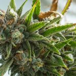 DEA-says-rescheduling-cannabis-is-complicated