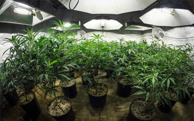 alaskas-second-cultivation-facility-is-ready
