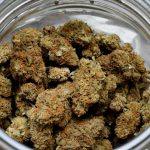 bostons-first-dispensary-is-open-for-business