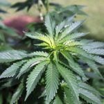 feds-deny-rescheduling-cannabis-loosen-restrictions