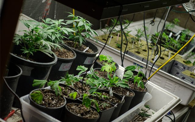 organic-soil-for-cannabis