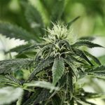 your-cannabis-needs-zinc-to-grow