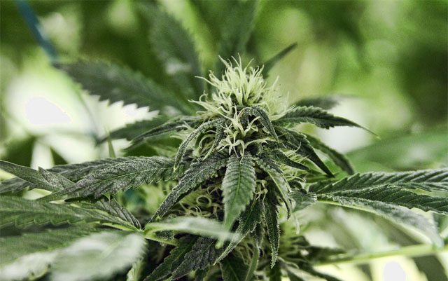your-cannabis-needs-zinc-to-grow