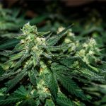 alaska-feeling-the-pressure-to-finish-marijuana-regulations