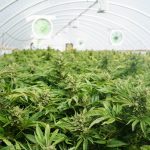 alaska-harvests-first-commerical-cannabis-crop
