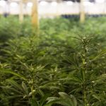 cannabis-needs-manganese-to-grow