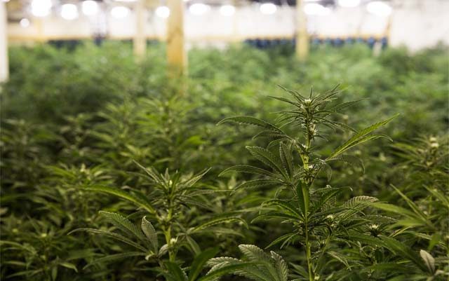 cannabis-needs-manganese-to-grow
