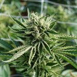 four-important-cannabis-effects-that-need-to-be-studied