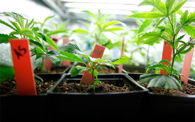 growing-your-own-strain-the-basics-of-cannabis-breeding