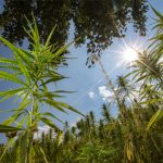 is-it-time-for-farmers-to-switch-to-hemp-crops