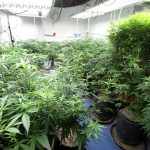 maryland-air-conditioner-manufacturer-falls-into-medical-marijuana-industry