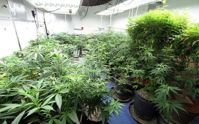 maryland-air-conditioner-manufacturer-falls-into-medical-marijuana-industry