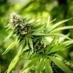michigan-passes-changes-to-medical-marijuana-pending-governor-signature