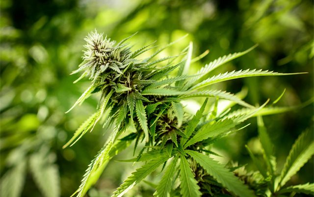 michigan-passes-changes-to-medical-marijuana-pending-governor-signature