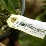 seattle-traceability-company-gets-approved-for-recreational-sales-in-oregon