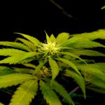 washington-to-conduct-random-testing-on-cannabis-for-pesticides