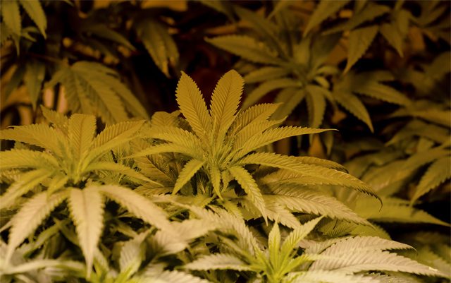 which-method-of-growing-marijuana-is-best