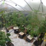 planted-cannabis-in-my-greenhouse-and-went-traveling-for-a-month-13-plants