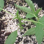 planted-cannabis-in-my-greenhouse-and-went-traveling-for-a-month-slug-attack